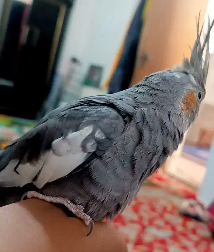 عروس هلندی|پرنده|باخزر, |دیوار