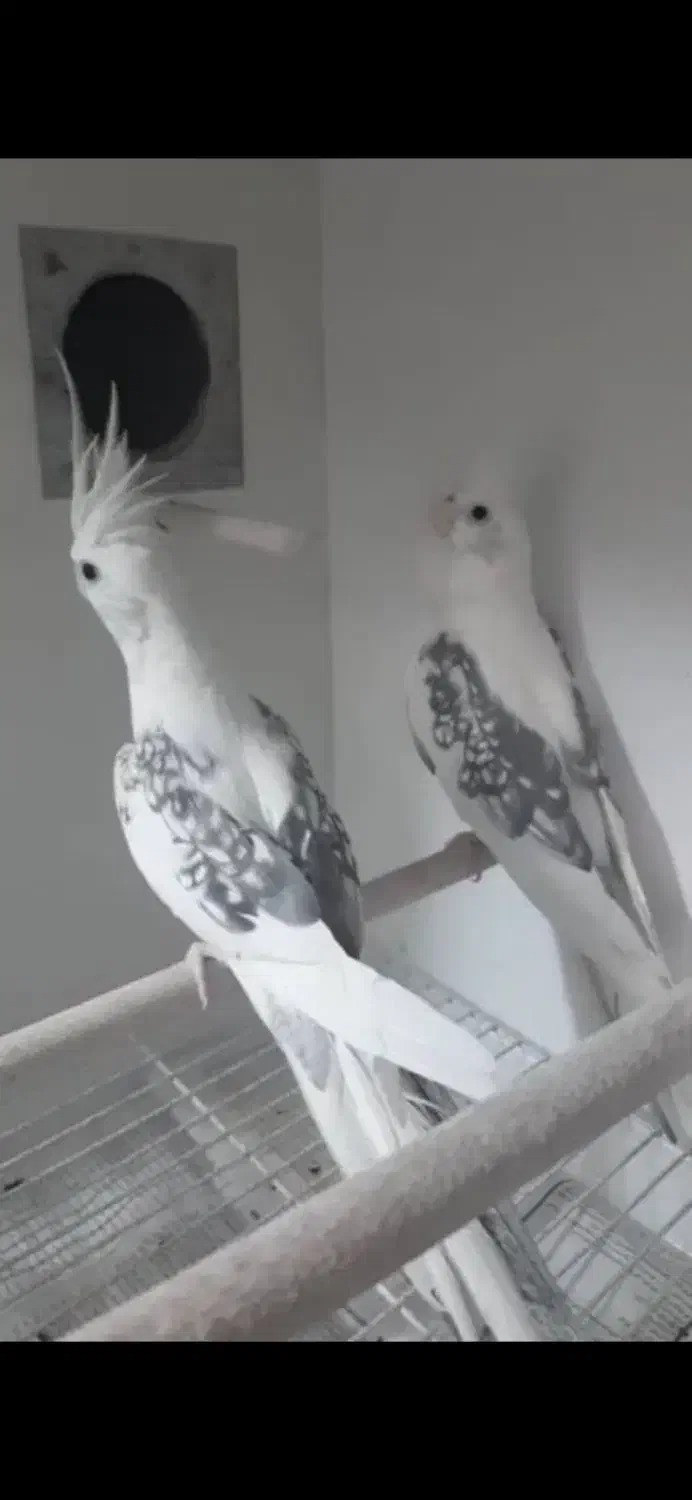 عروس هلندی سفید پشدار|پرنده|ری, ولی آباد|دیوار