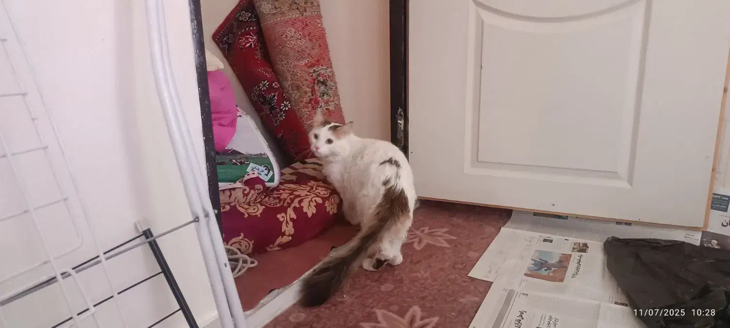 وگذاری گربه نژاد دار - رایگان|گربه|زنجان, |دیوار