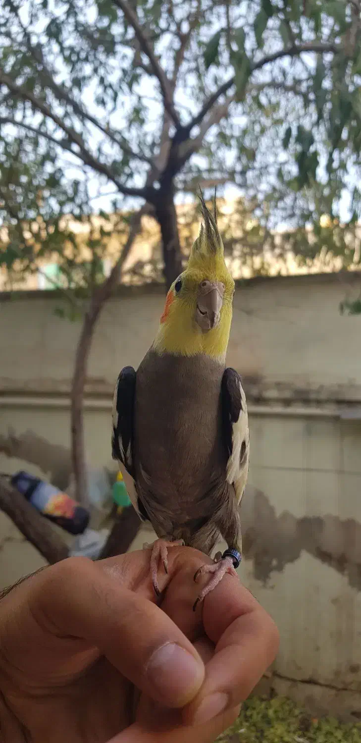 عروس هلندی نر طوسی بالغ دستی حلقه پاقیمت مناسب|پرنده|فیروزکوه, |دیوار