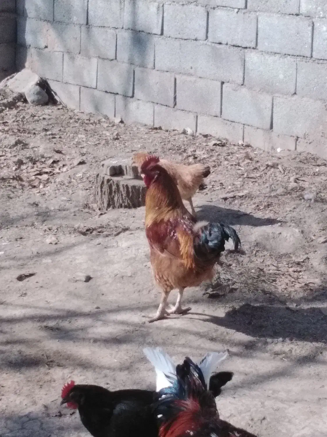 خروس محلی جوان|حیوانات مزرعه|تویسرکان, |دیوار