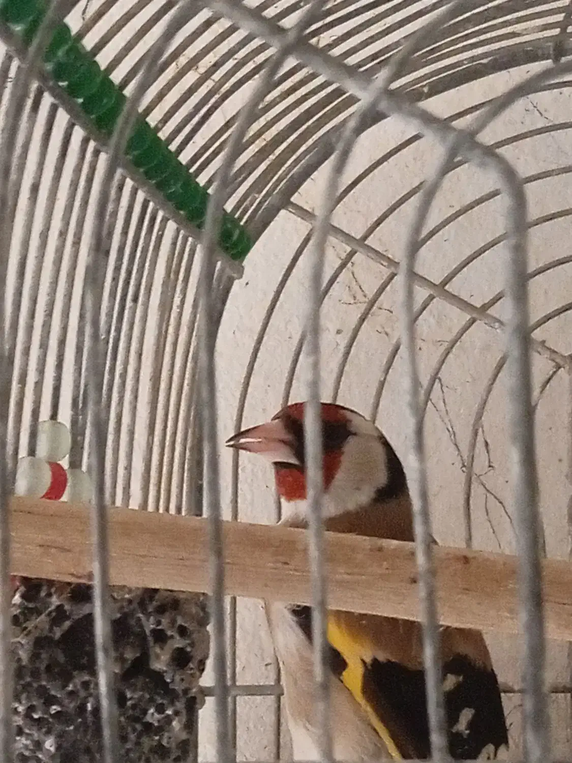 سهره|پرنده|شیراز, شهرک مهدیآباد|دیوار