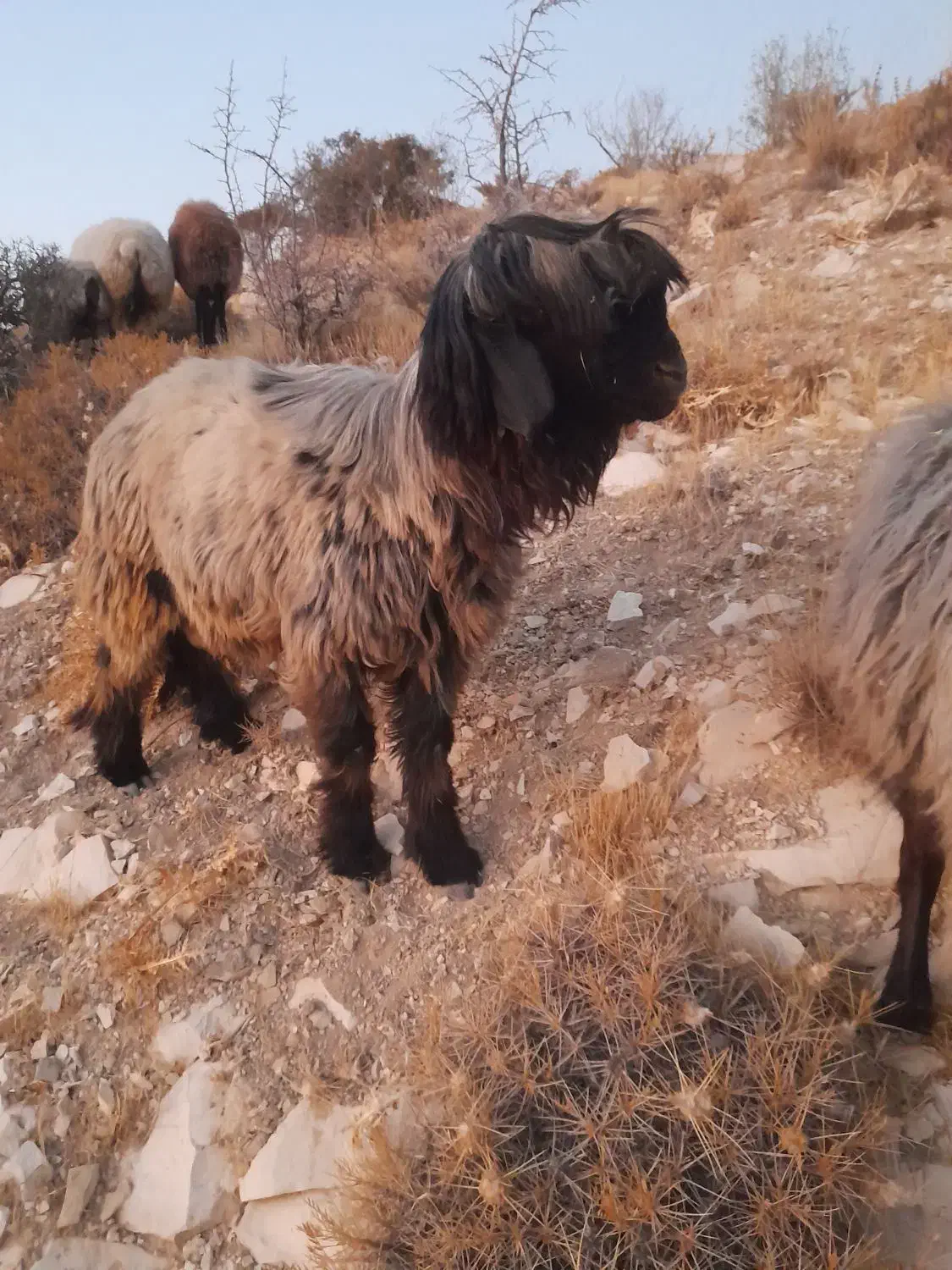 قوچ بختیاری|حیوانات مزرعه|سپیدان, |دیوار