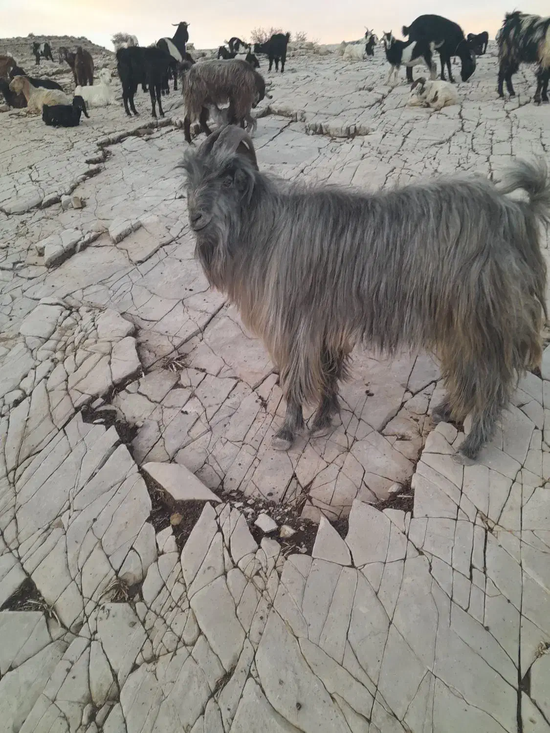 پازن|حیوانات مزرعه|میمند, |دیوار