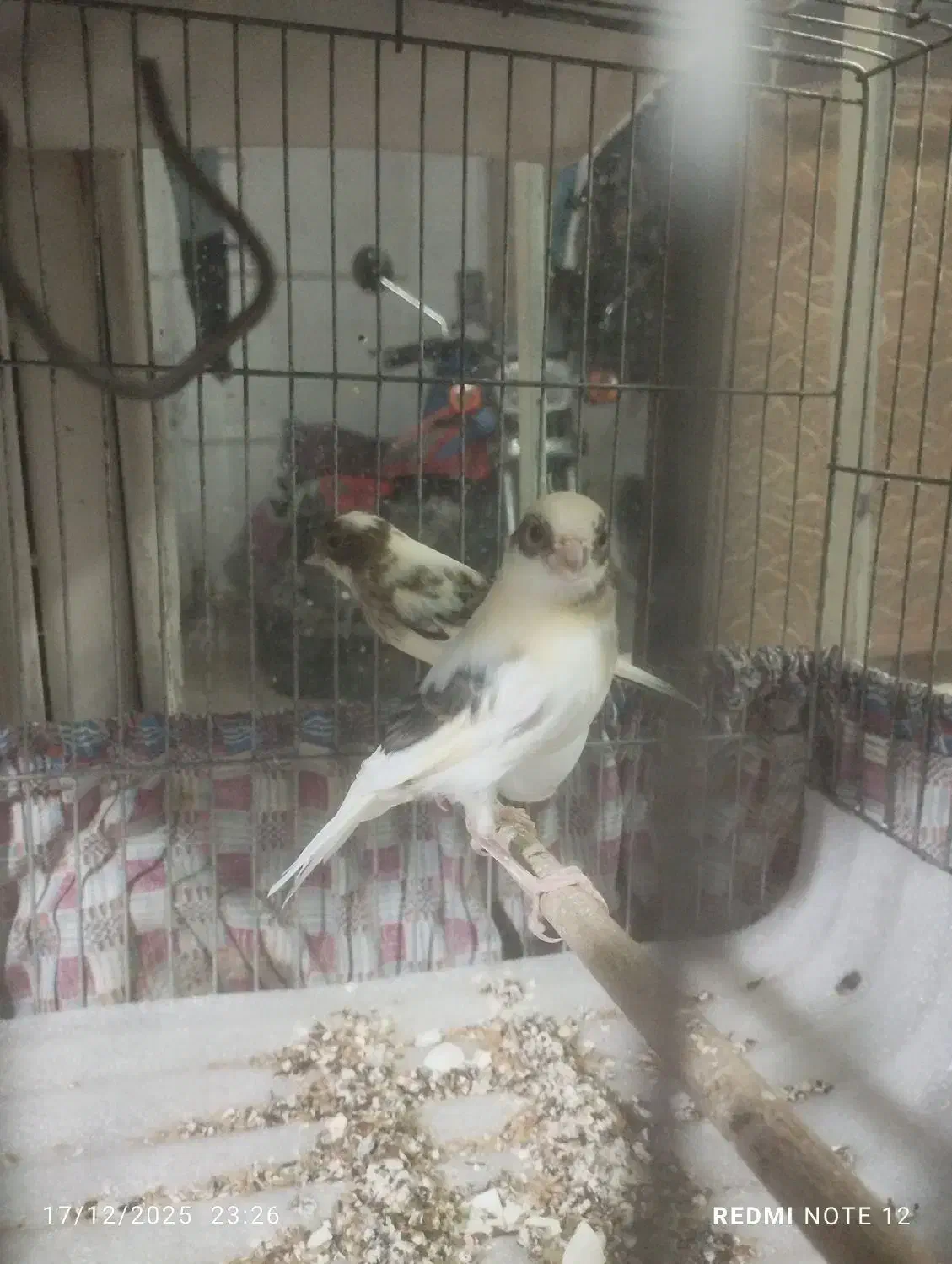 5تا قناری قیمت تفاوق|پرنده|ری, سیزده آبان|دیوار