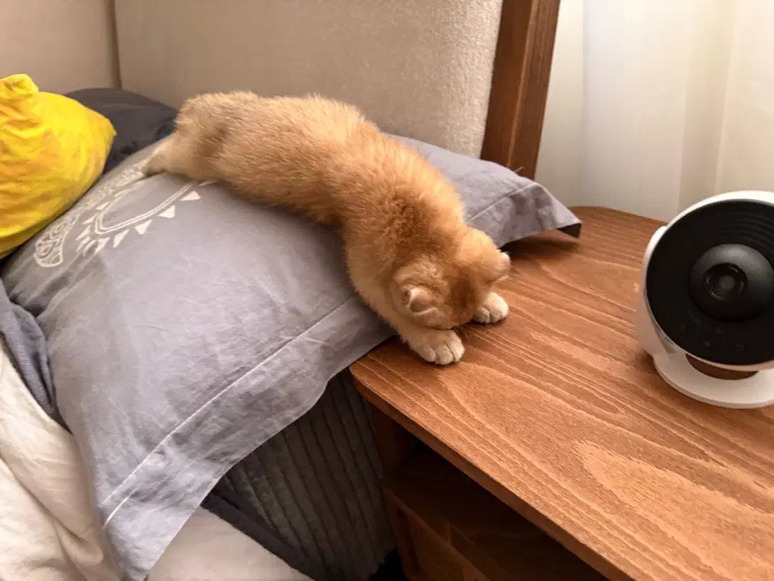 بچه گربه اسکاتیش گلد واکسن خورده و شناسنامه داره|گربه|تهران, سعادت‌آباد|دیوار