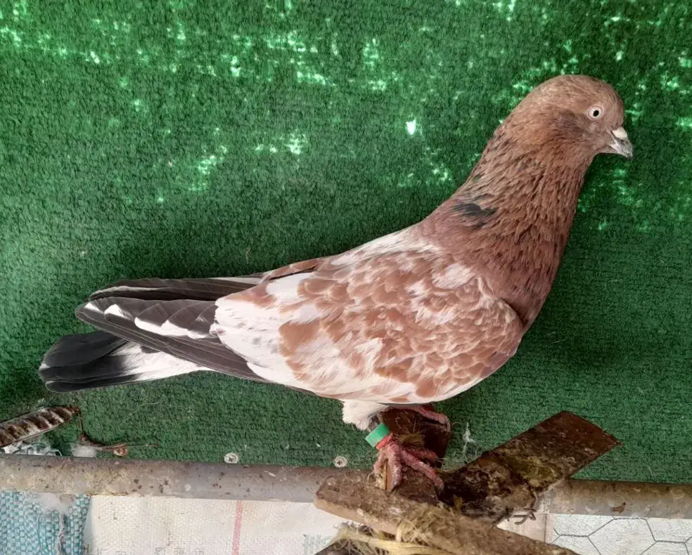 کفتر نر هندی|حراج|نجف‌آباد, ویلاشهر|دیوار