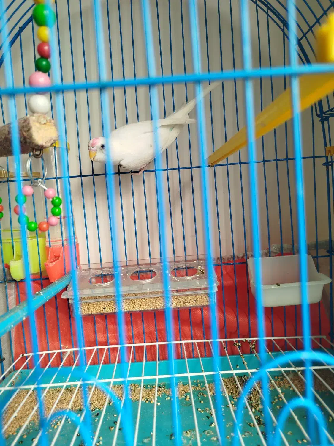 مرغ عشق همراه قفس|پرنده|تبریز, |دیوار