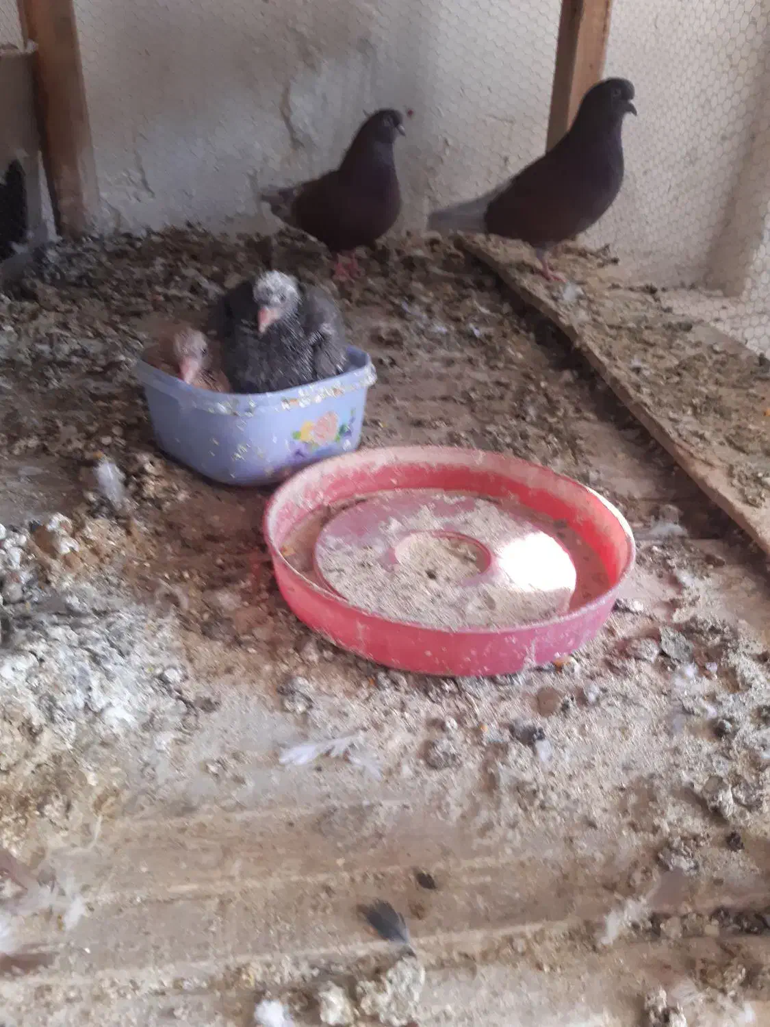 سرخ پرشی|پرنده|آران و بیدگل, |دیوار