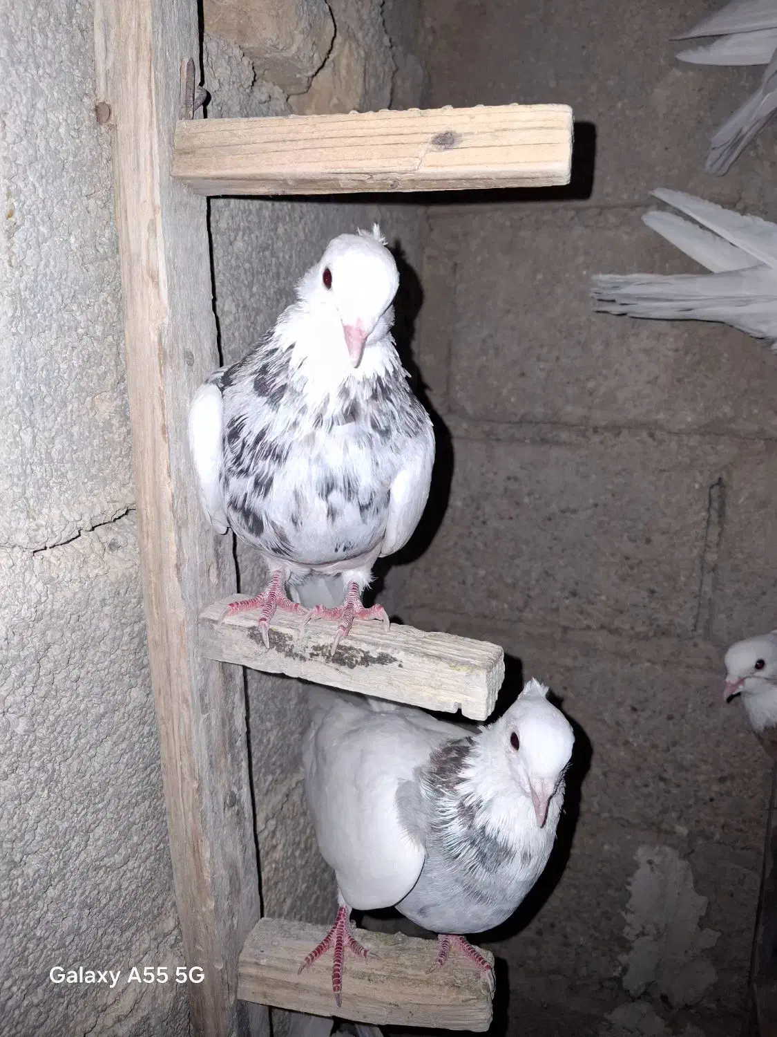 کبوتر|پرنده|فیروزآباد (فارس), |دیوار