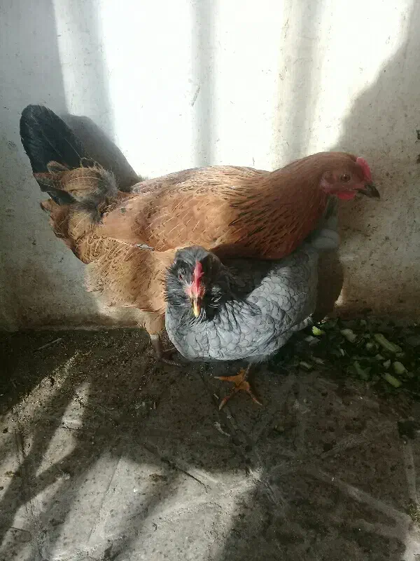 دوعدد مرغ تخم کن|حیوانات مزرعه|کرمانشاه, |دیوار