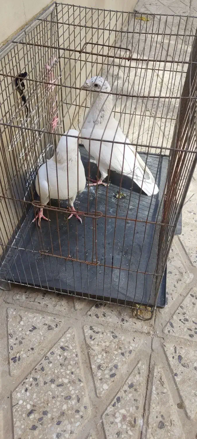 پلاکی|پرنده|ملایر, |دیوار