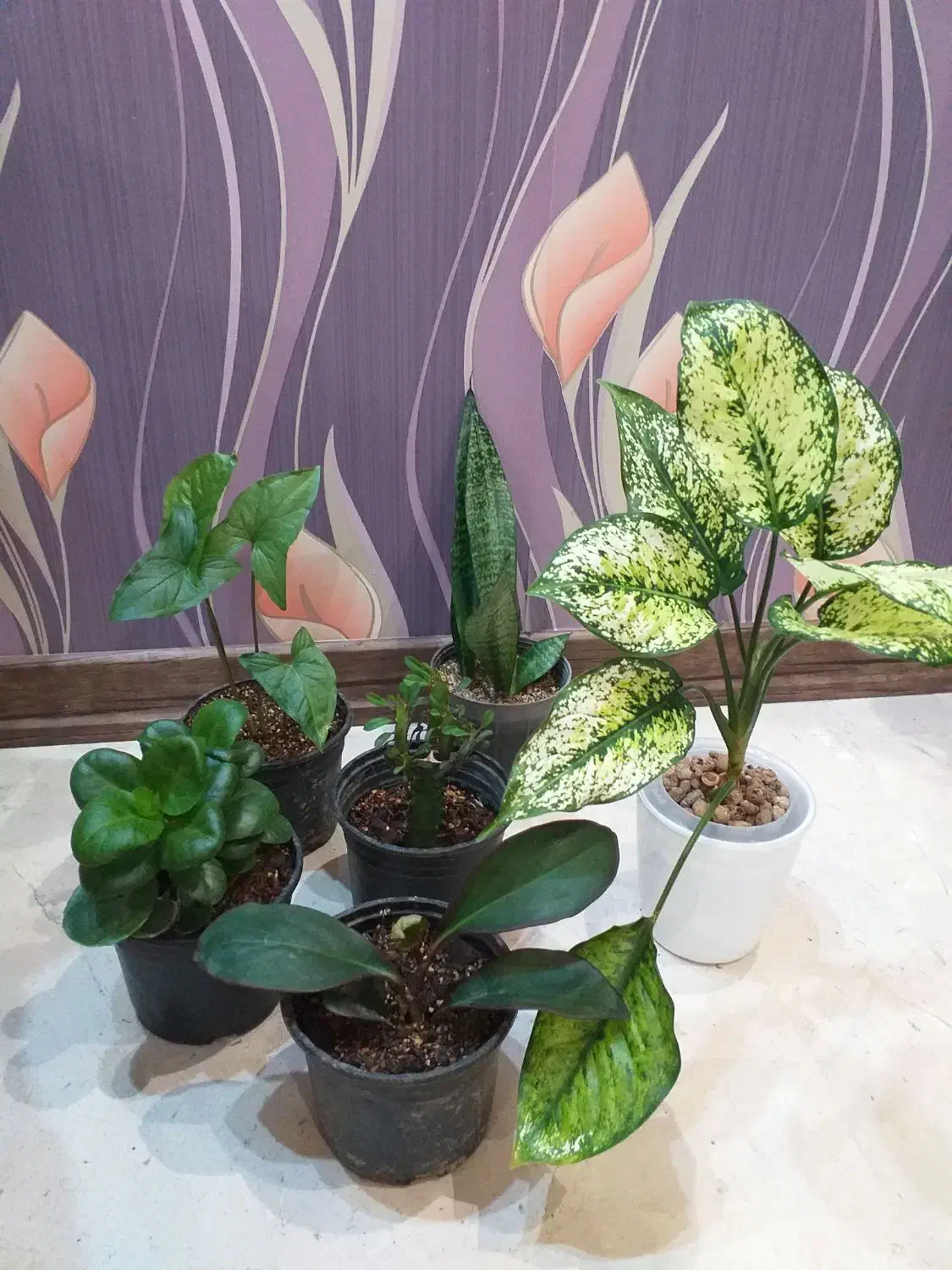 گل آگلونما برفی قاشقی افوربیا سانسوریا سینگونیوم|گل و گیاه طبیعی|تهران, صادقیه|دیوار