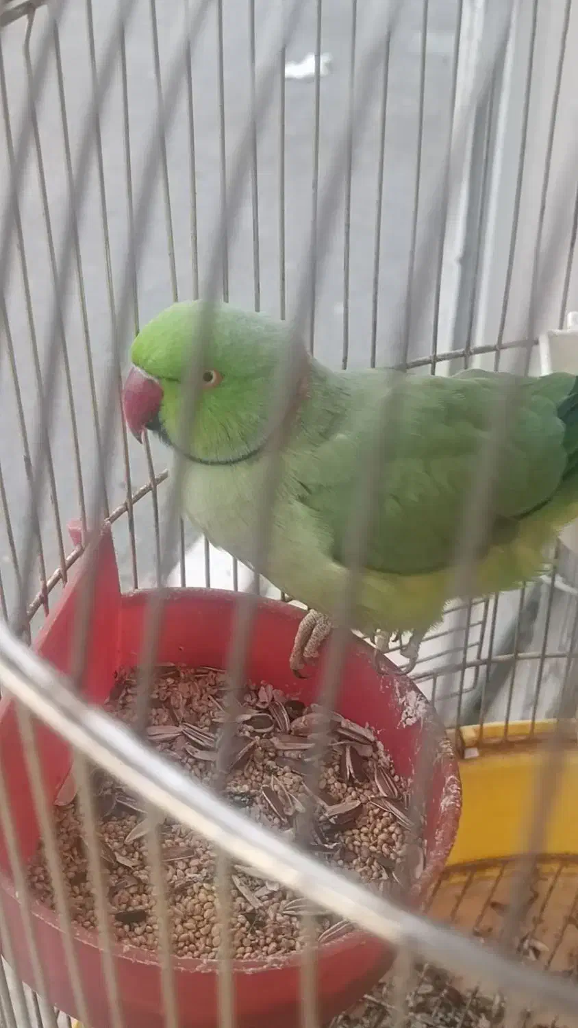 طوطی ملنگو سخنگو|پرنده|همدان, |دیوار