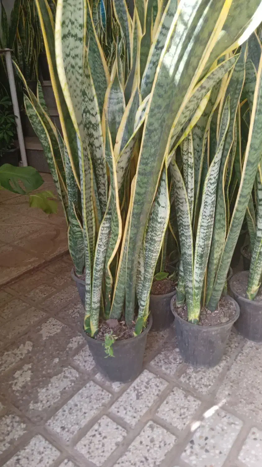 حراج حراج حراج گل سانسوریا|گل و گیاه طبیعی|نیشابور, ابراهیم ادهم|دیوار