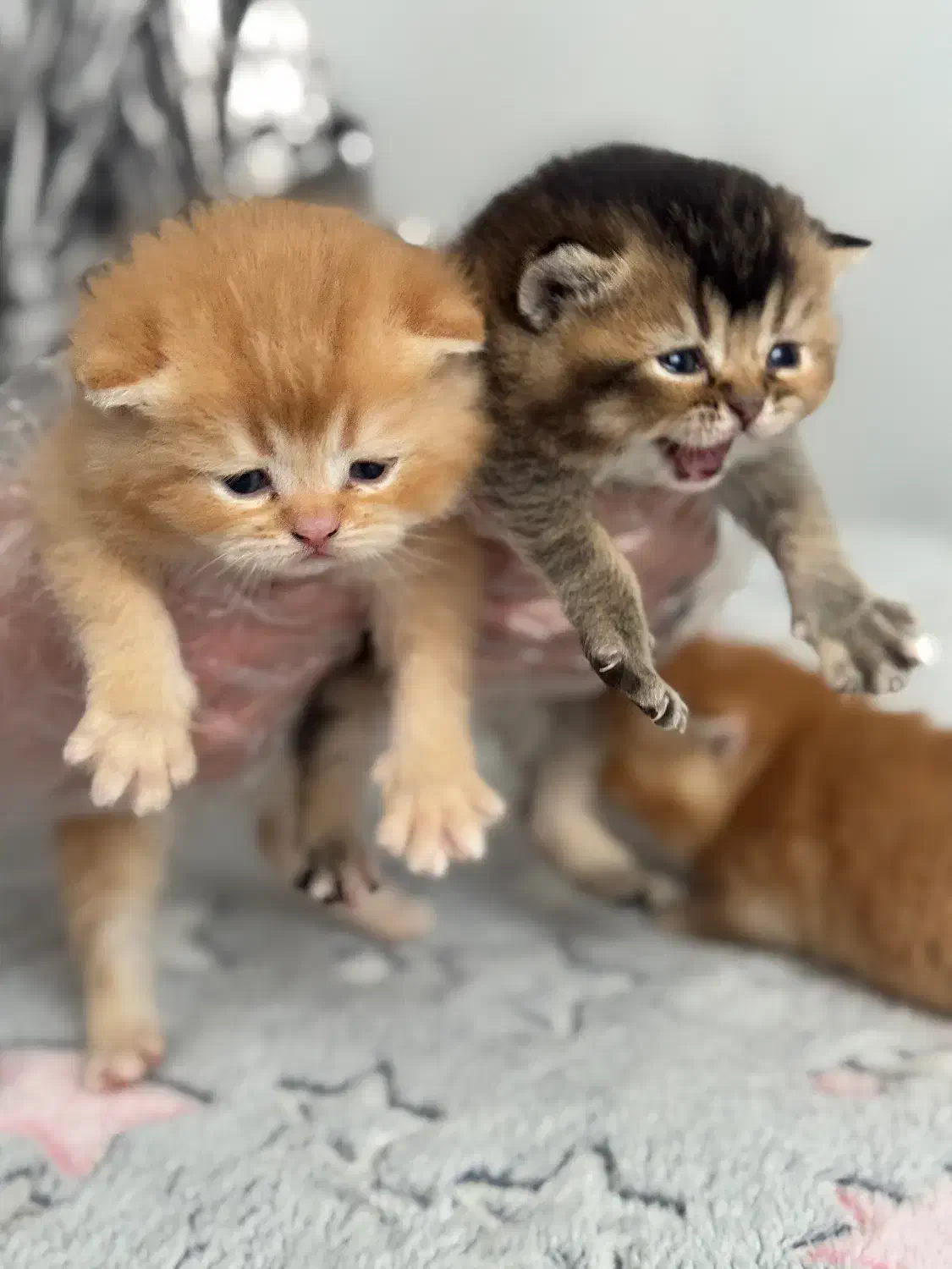 بیرتیش گلد و بلک گلد|گربه|گرگان, |دیوار