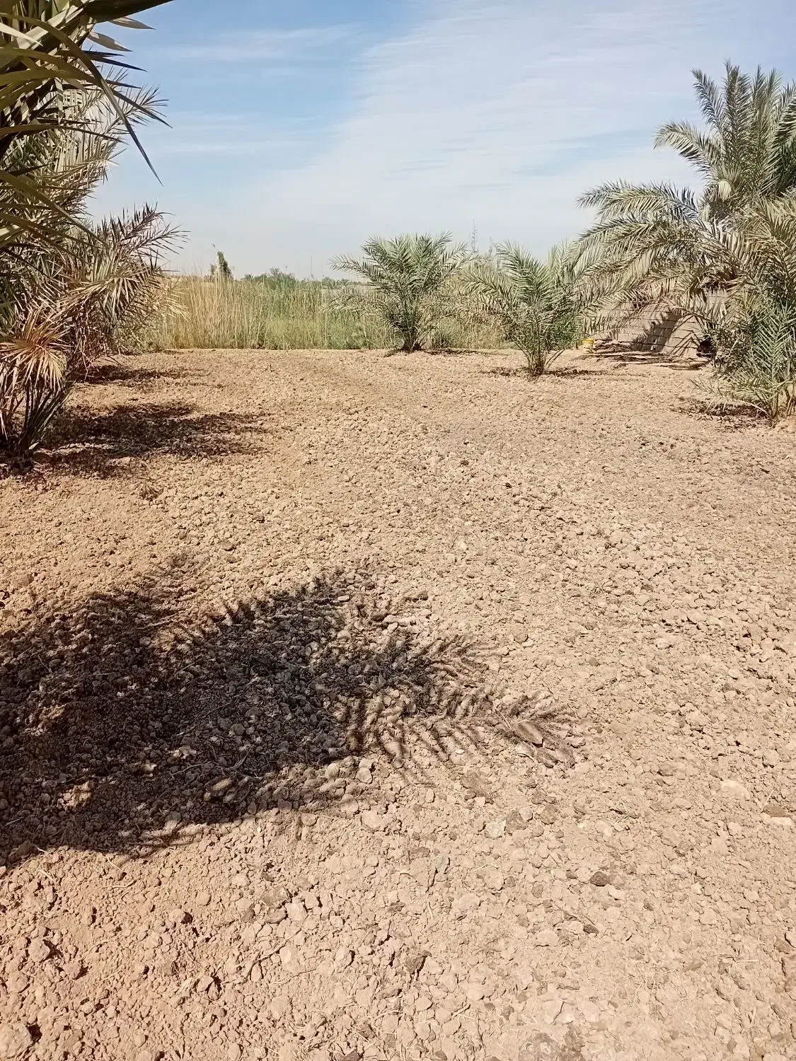 شخم زدن با تیلر|خدمات باغبانی و درختکاری|آبادان, |دیوار