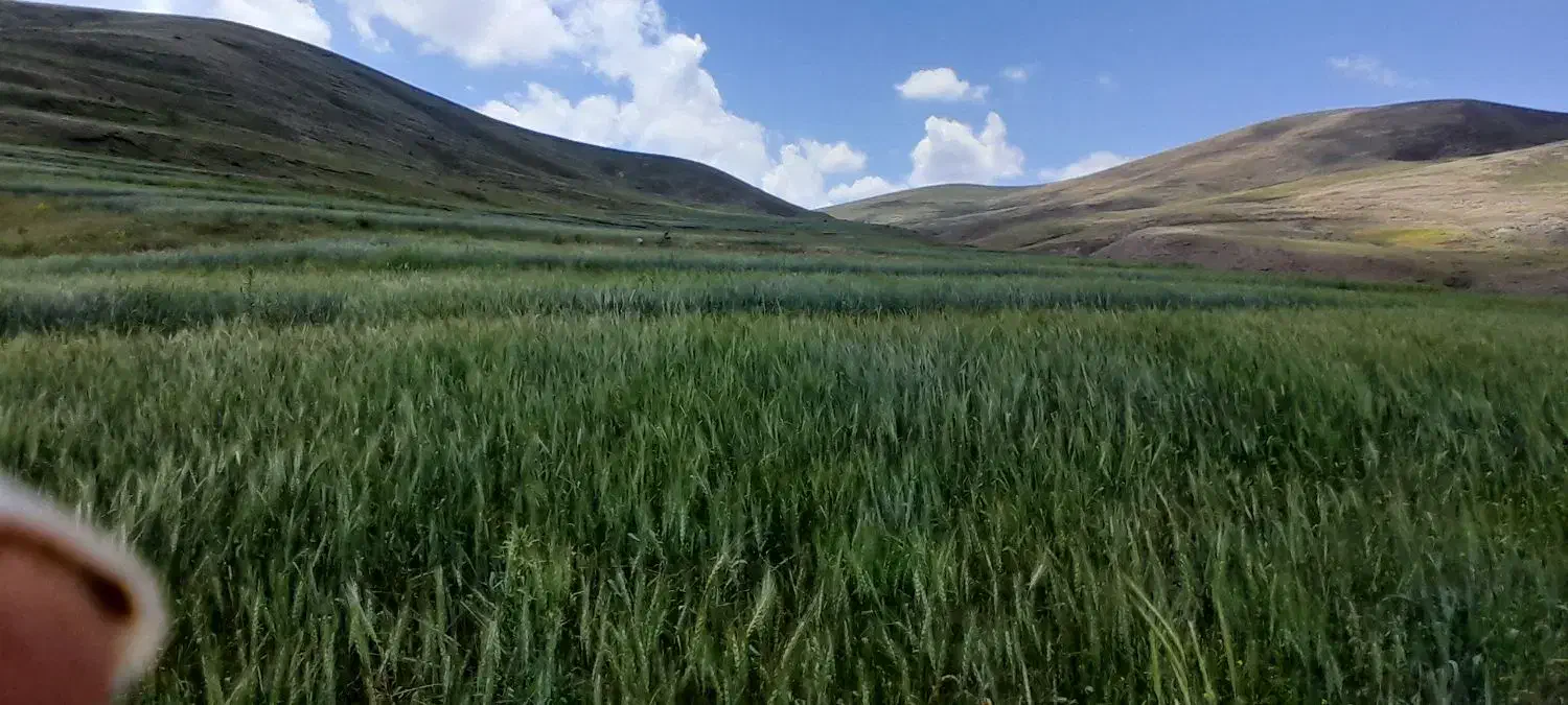 گندم دیم درجه یک یک|عمدهفروشی|خاروانا, |دیوار