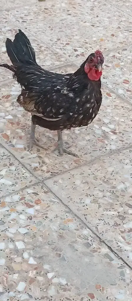 مرغ و خروس چامپینز|حیوانات مزرعه|اهواز, گلدشت|دیوار