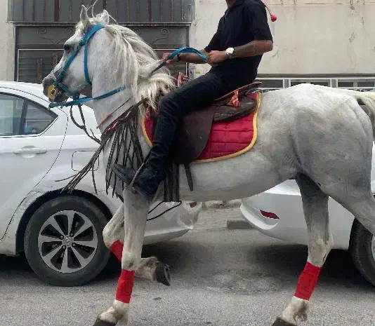 اسب کرد|اسب و تجهیزات اسبسواری|بناب, |دیوار