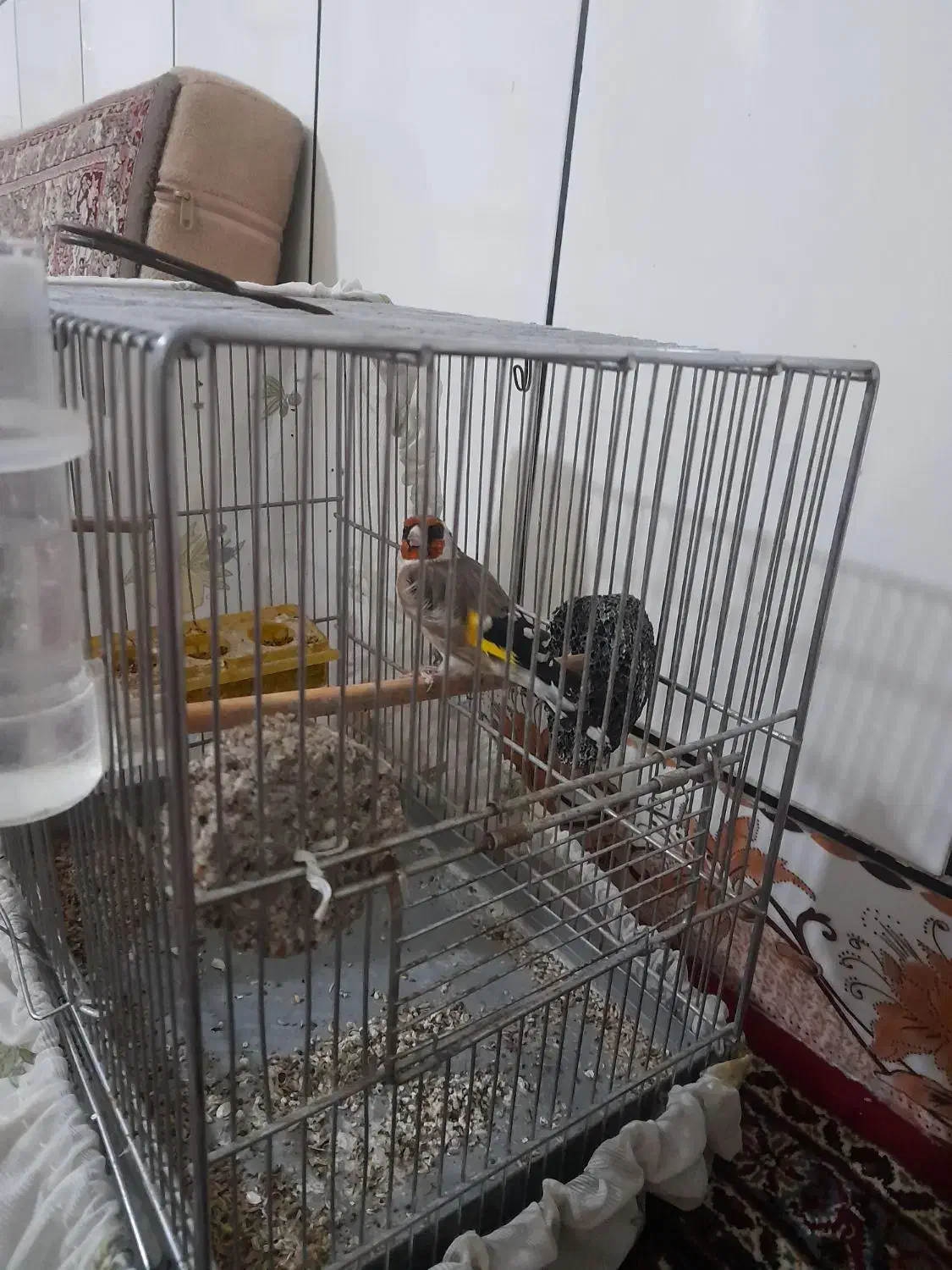 سیره نرشیرین خان|پرنده|اسدآباد, |دیوار