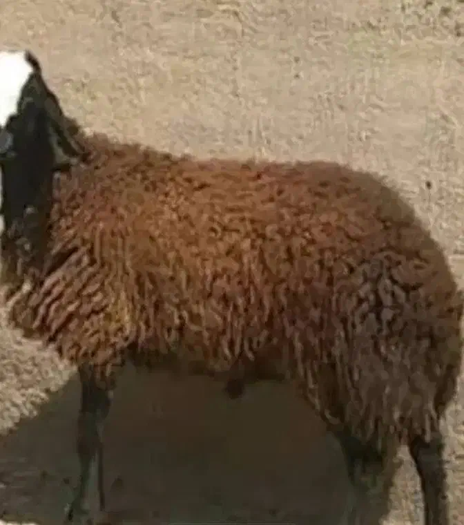 گوسفند وبز|حیوانات مزرعه|پاکدشت, پاکدشت (مامازند)|دیوار