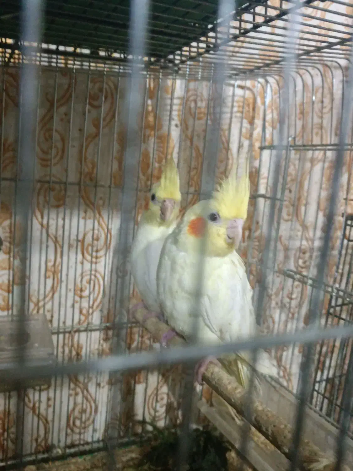 فروش جفت عروس لوتینو چشم شرابی|پرنده|اهواز, کوی رمضان|دیوار