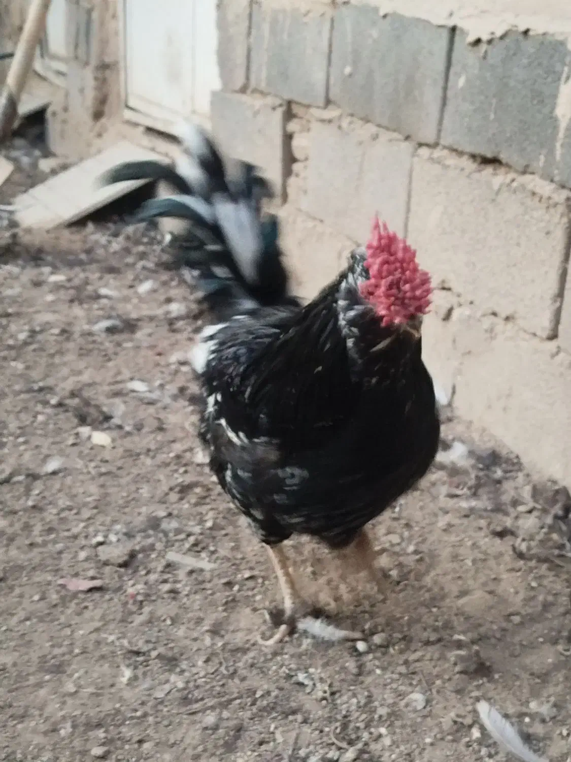 مرغ خروس گلین چهل تاج ریشو|حیوانات مزرعه|ری, علایین|دیوار