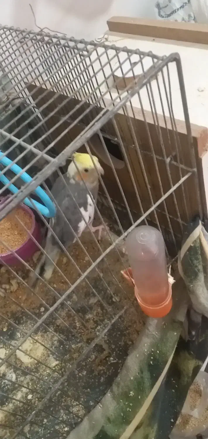 عروس هلندی جفت مولد|پرنده|خوی, |دیوار