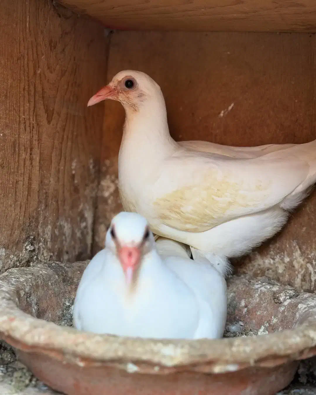 ماده آلمانی پلاکی خون خالص «کار داده»|پرنده|شاهینشهر, گرگاب|دیوار