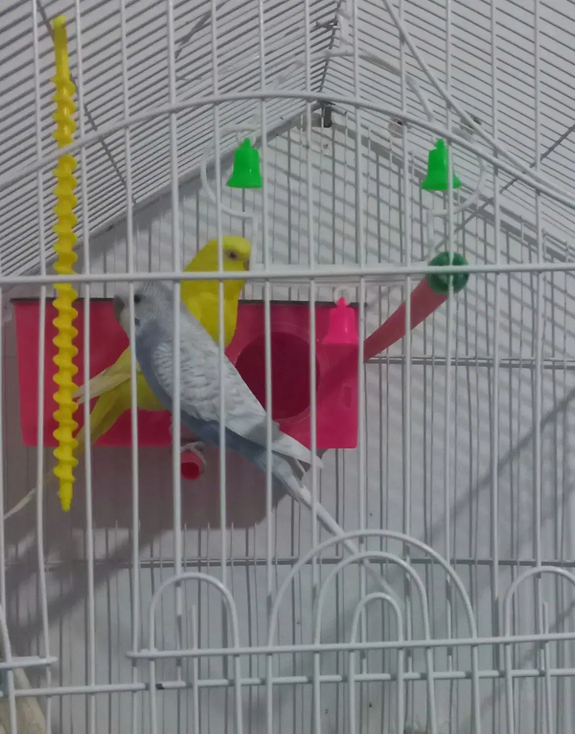 پرنده مرغ عشق|پرنده|خلخال, |دیوار