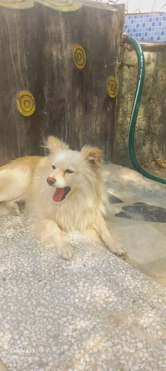 سگ گم شده|حیوانات|اصفهان, قهجاورستان|دیوار