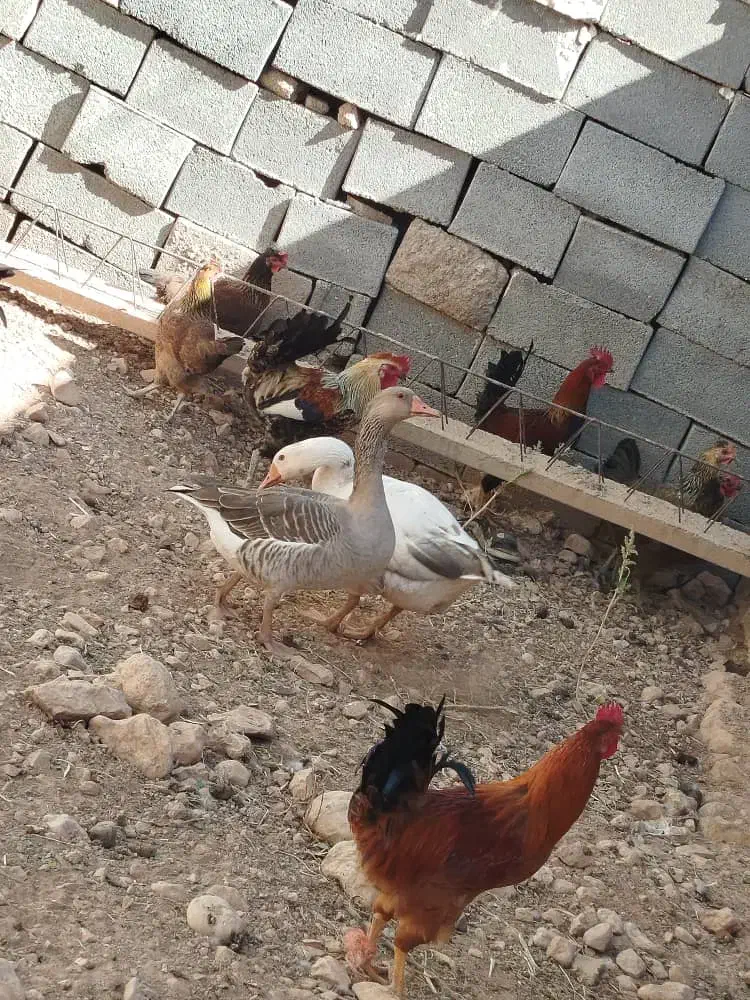 غاز دونه ی تمن ادرسم پرکدونه خاستیت بگید|حیوانات مزرعه|یاسوج, |دیوار