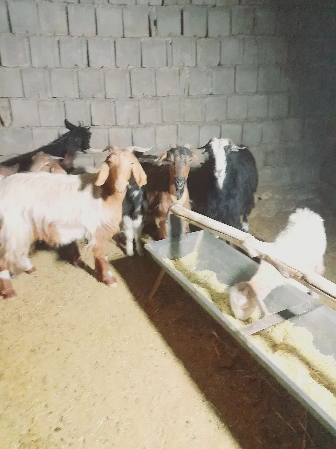 بز وکهره|حیوانات مزرعه|یاسوج, |دیوار