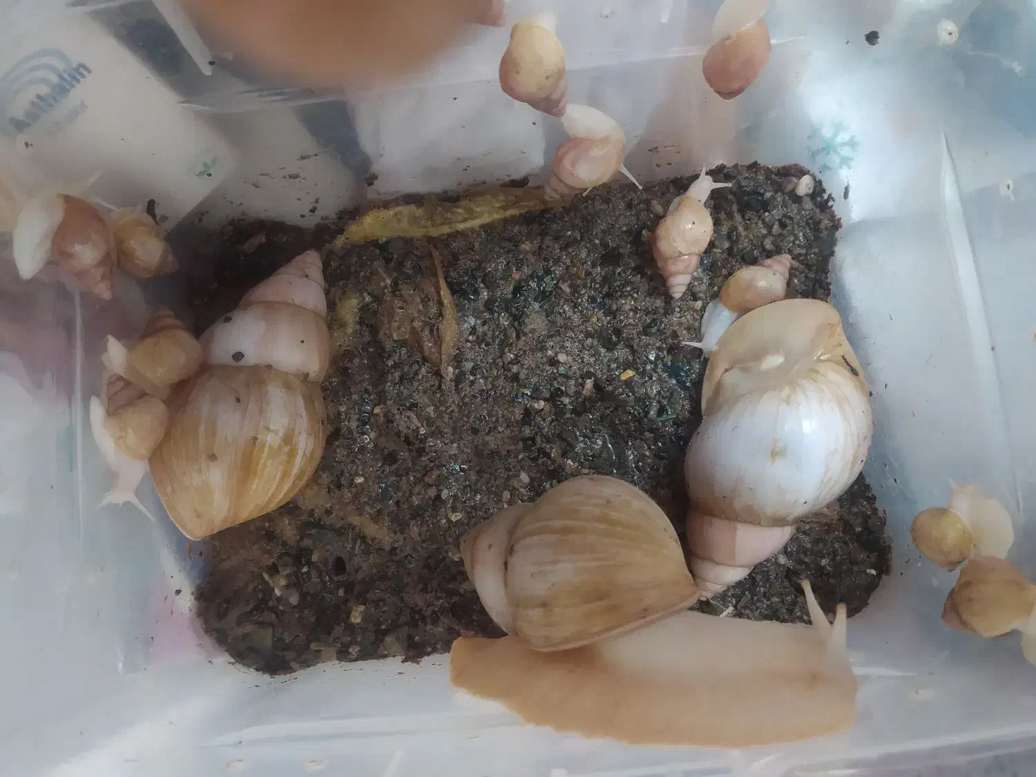 حلزون آلبینو مولد|خزنده|مشهد, عبادی|دیوار