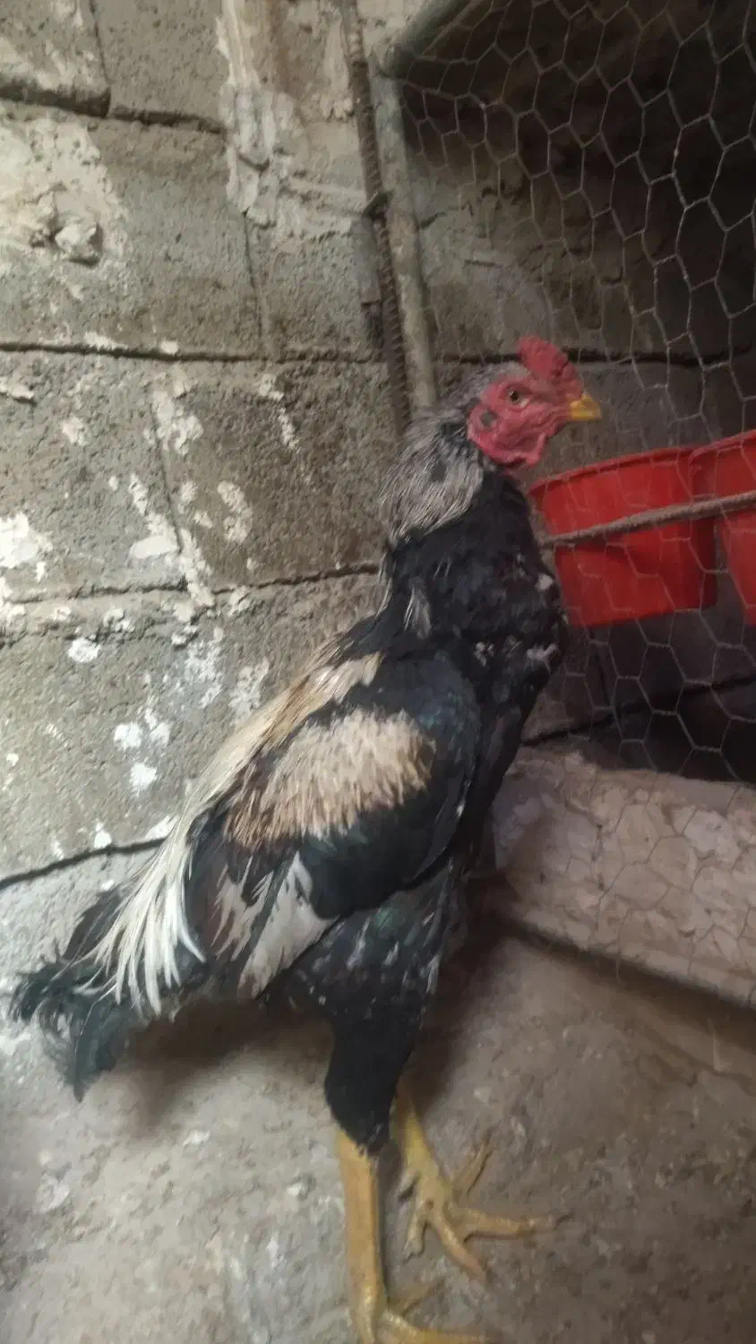 ۵ عدد خروس و ۱ عدد مرغ لاری|حیوانات مزرعه|مشگین شهر, |دیوار