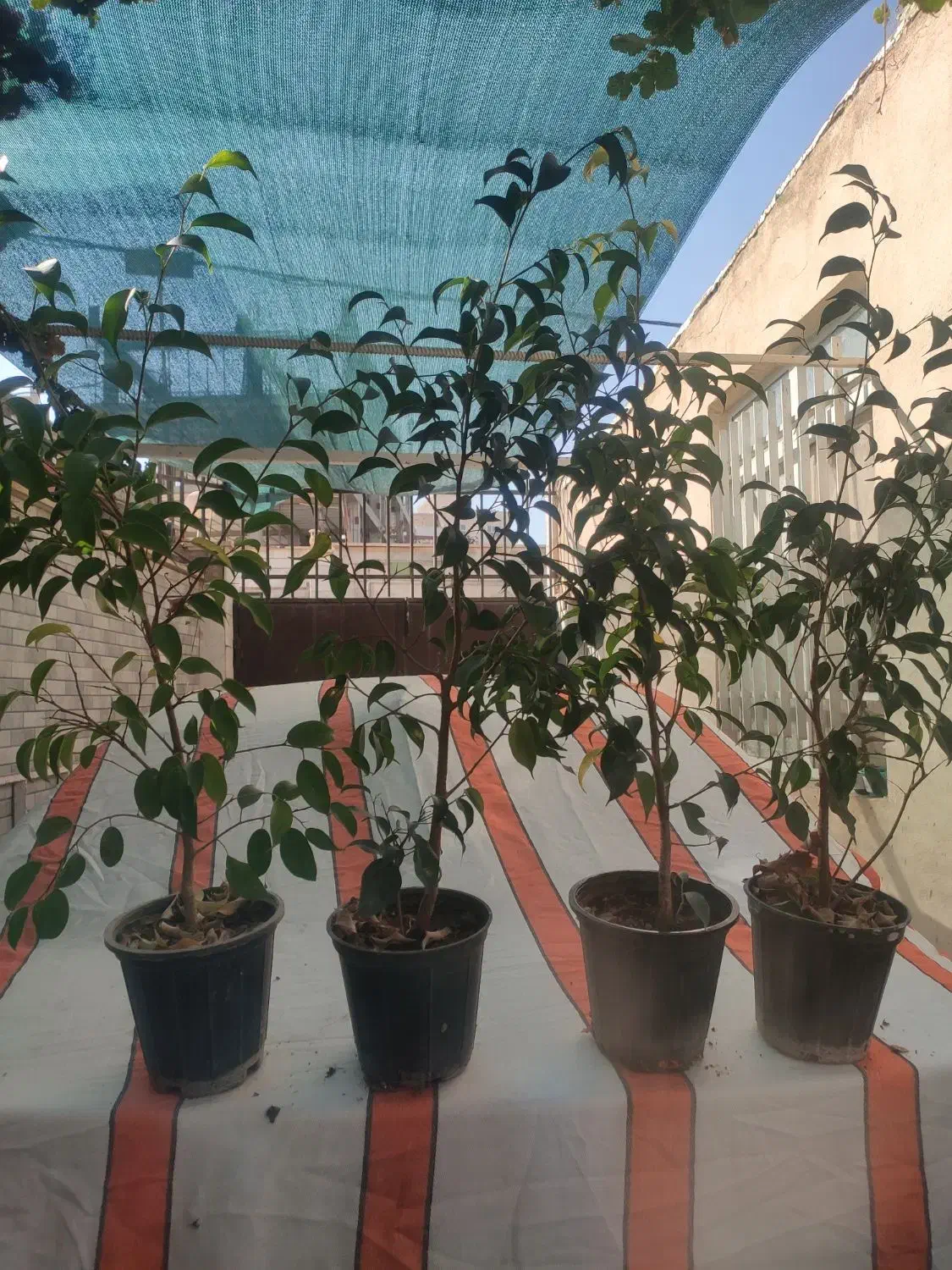 بنجامین سانسوریا فیکوس یوکا|گل و گیاه طبیعی|محمدشهر, شهرک چمران|دیوار