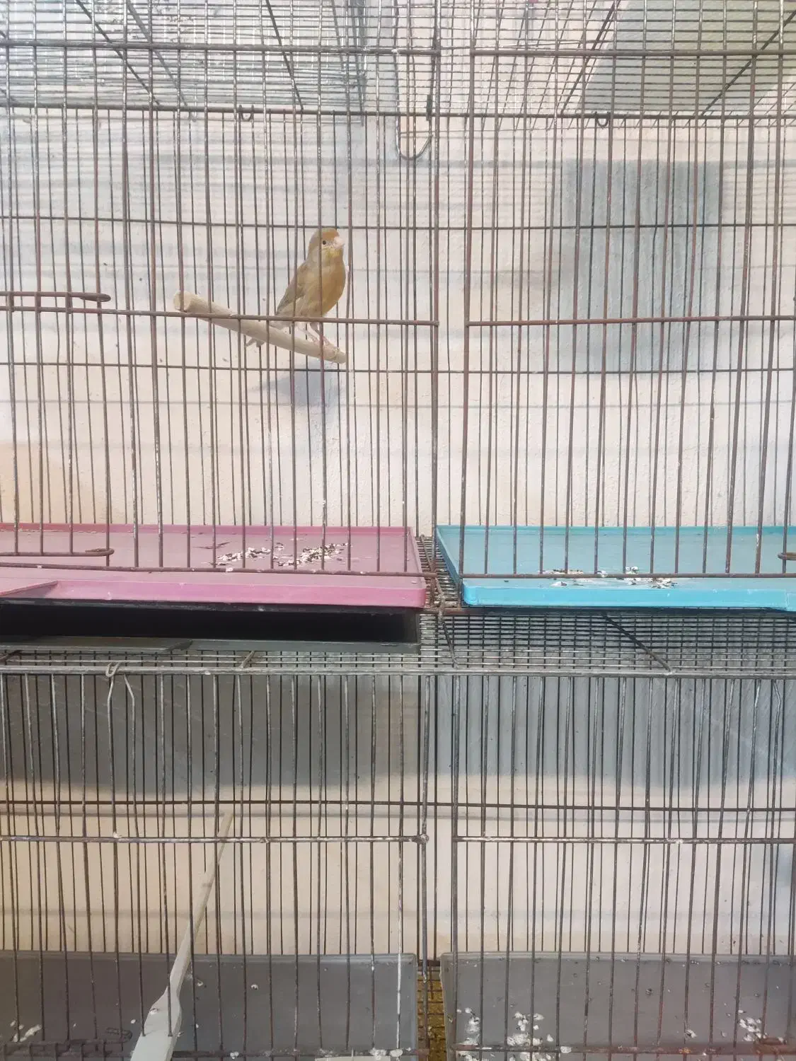 ماده قناری جفتی سهره|پرنده|بندر ماهشهر, |دیوار