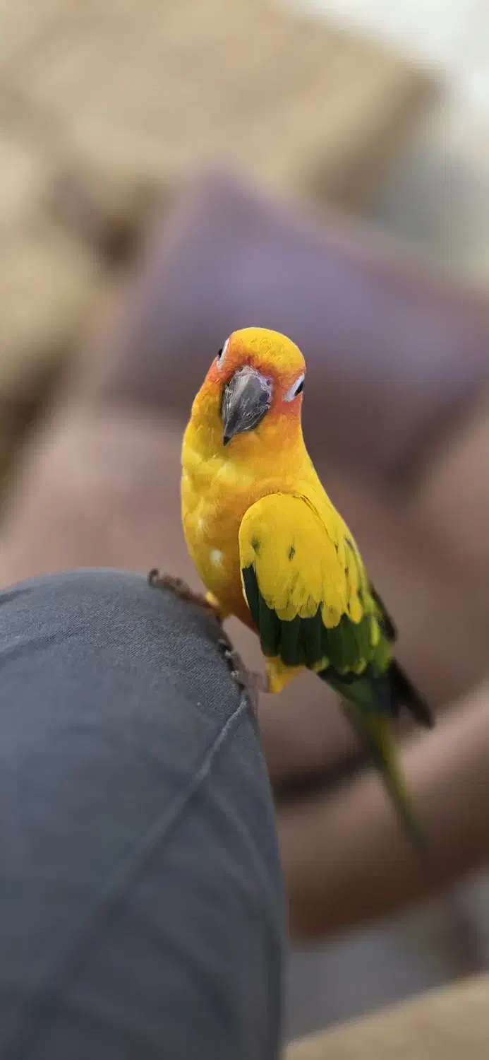 طوطی خورشیدی|پرنده|ارومیه, |دیوار