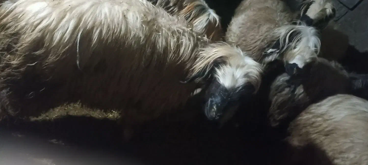 شیشک ترکی سالم سرحال دوماه برخورده|حیوانات مزرعه|گتوند, |دیوار