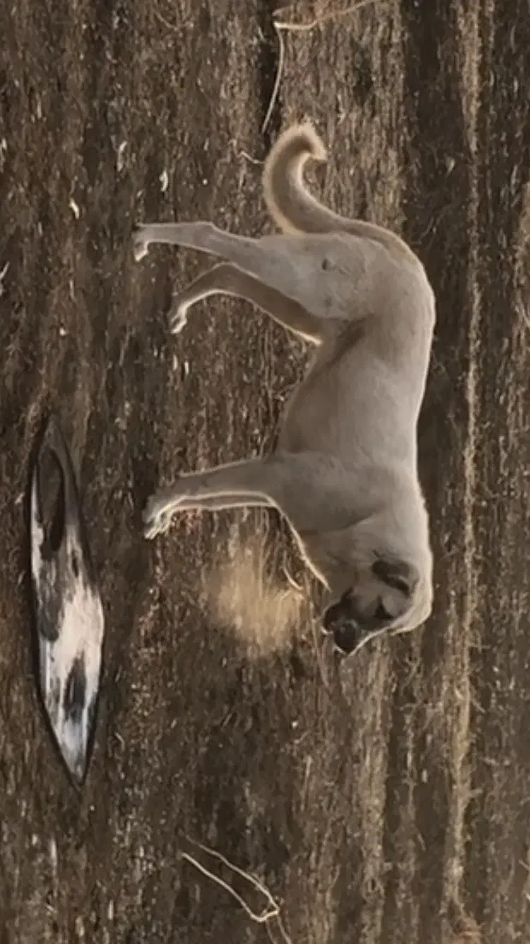 توله سگ ماده دورگه سرابی-پژدر|سگ|پیرانشهر, |دیوار