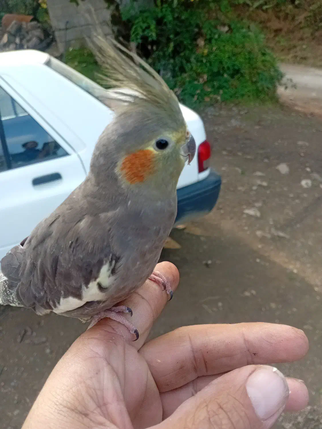 عروس هلندی|پرنده|رحیم‌آباد, |دیوار