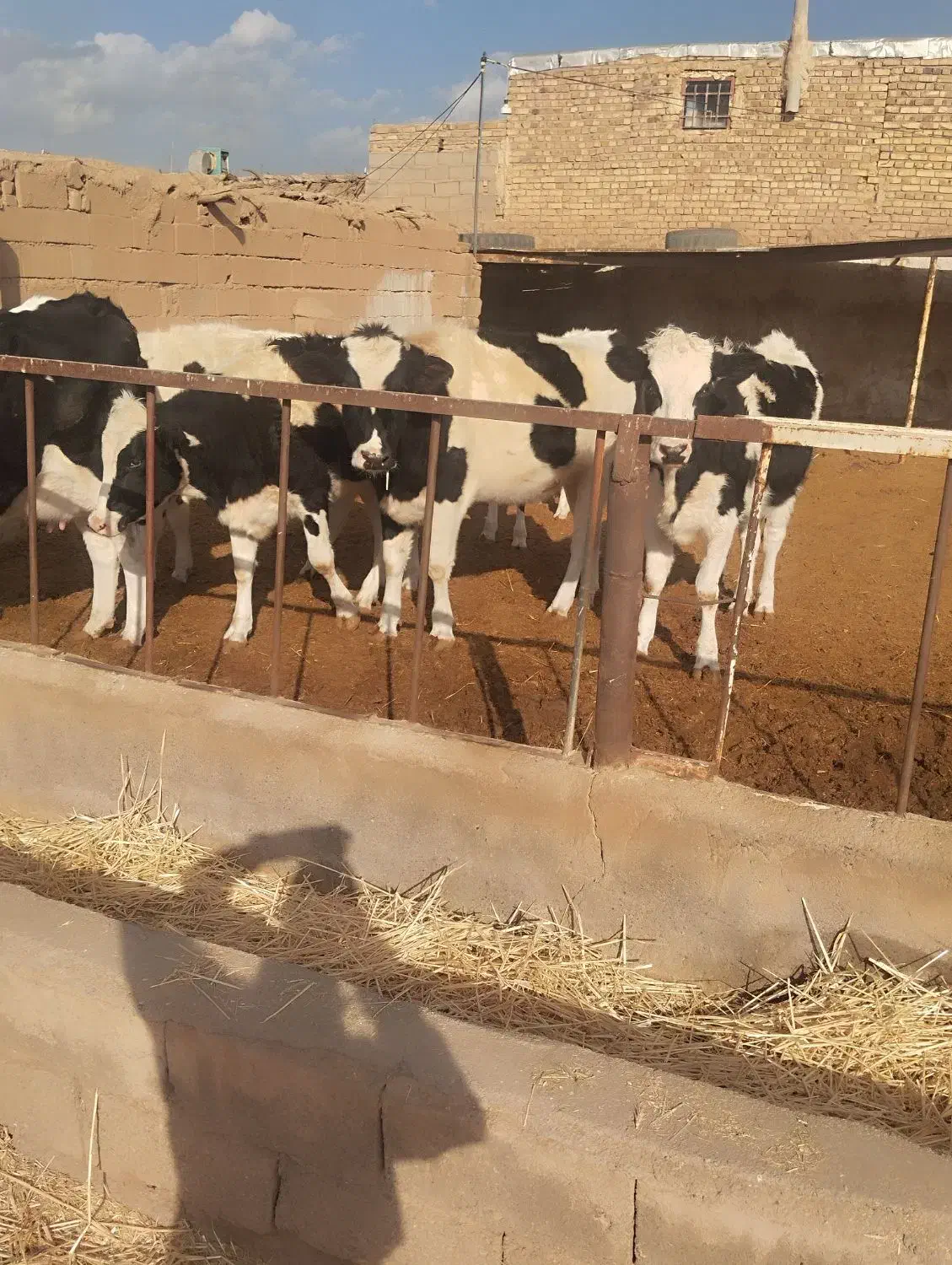 تلیسه آبستن وگاووگوساله گاو شیری|حیوانات مزرعه|تربت جام, میان جام|دیوار