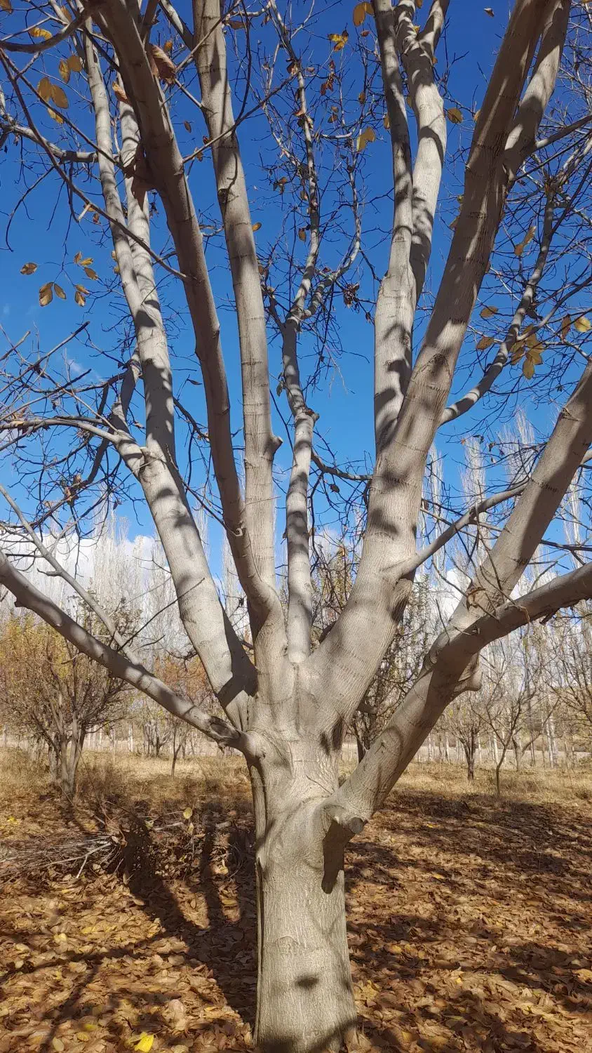 فروش درخت|حراج|شاهین دژ, |دیوار