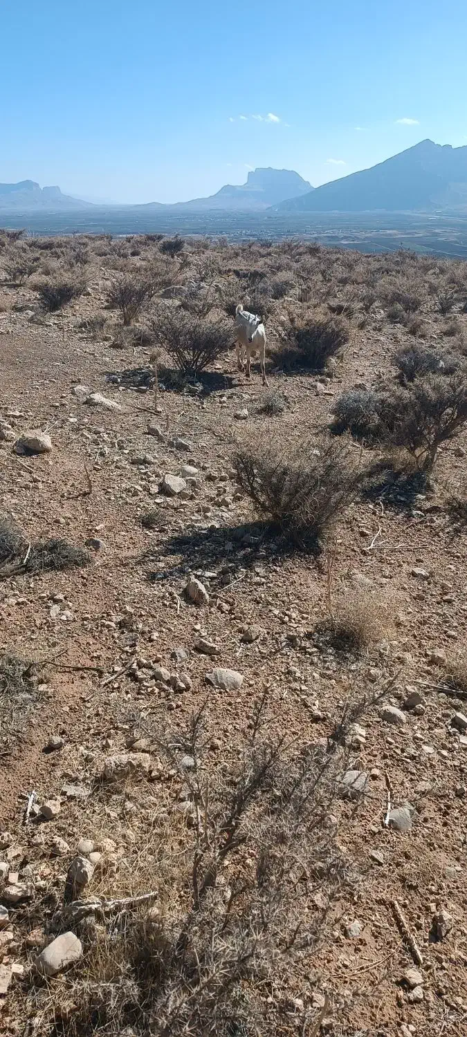 چپش بز|حیوانات مزرعه|درودزن, |دیوار