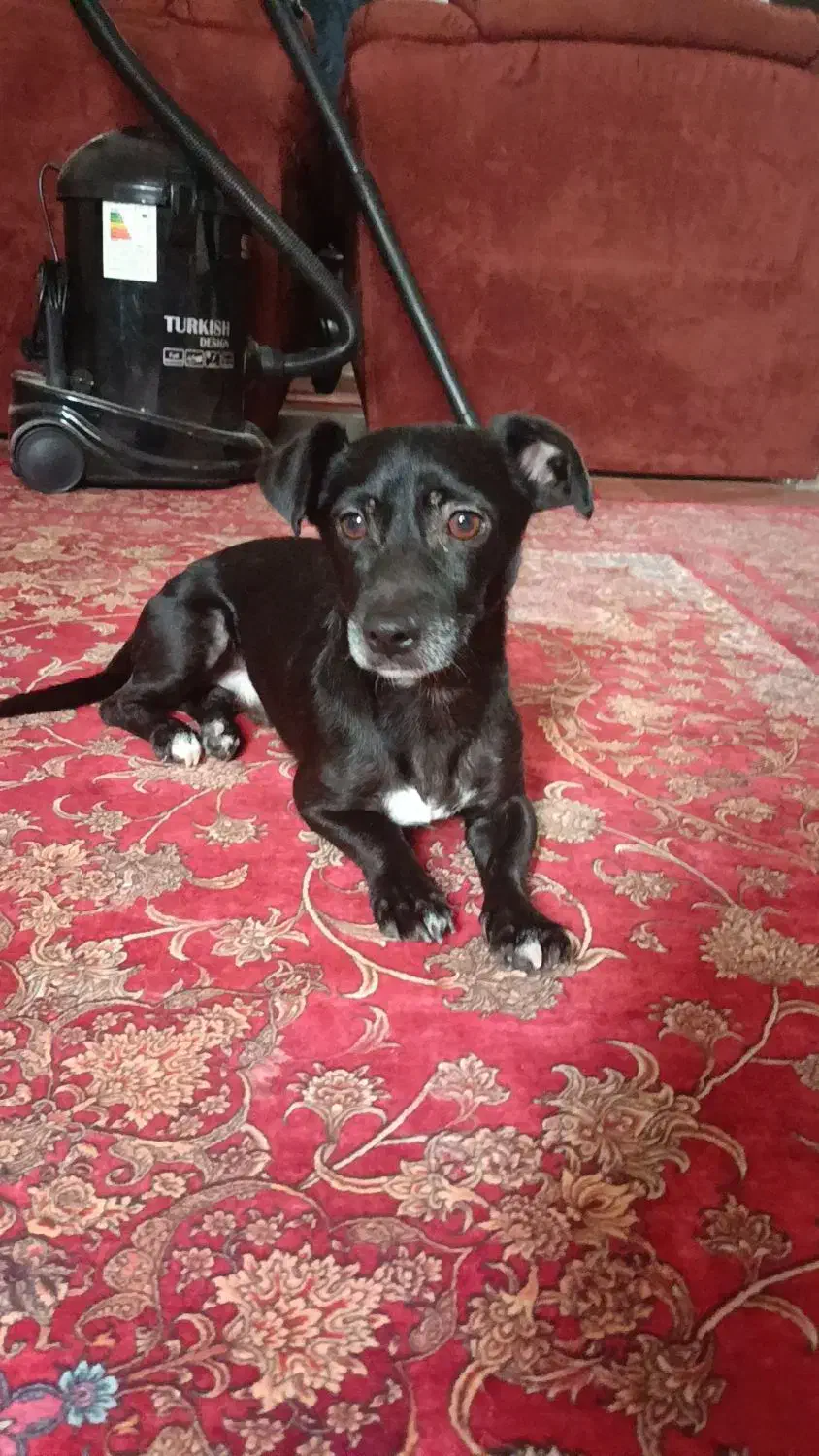 واگذاری سگ نژاد دار پا کوتاه فانتزی خیلی بازیگوش|سگ|هشتگرد, فاز ۲ مهستان|دیوار