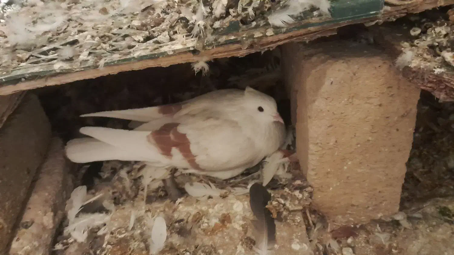 کبوتردمی وسینه ای وشونی|پرنده|بیرانوند, |دیوار