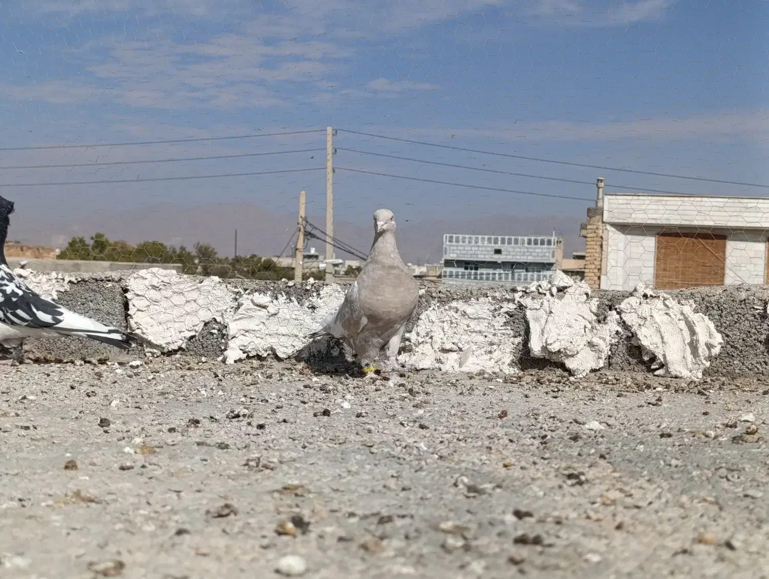 کبوتر|پرنده|نی‌ریز, |دیوار