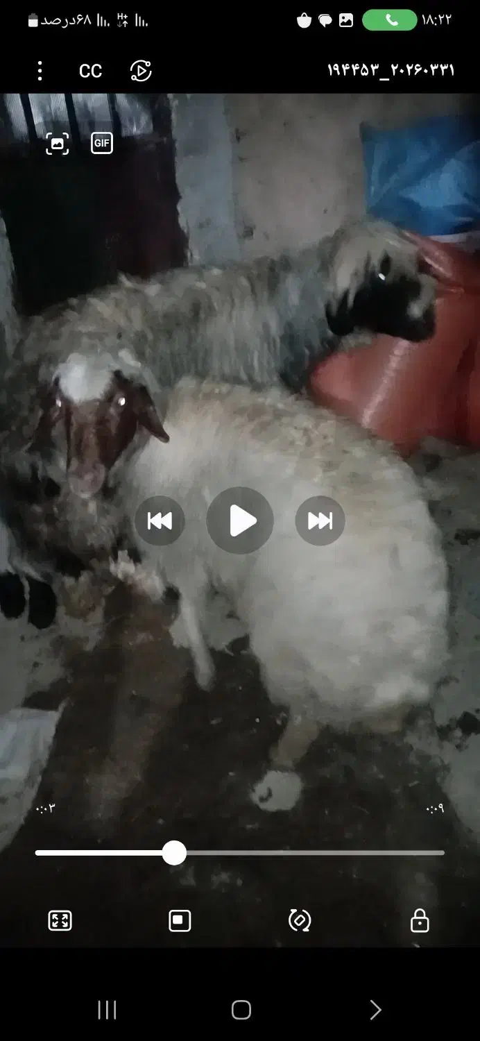 میش|حیوانات مزرعه|الیگودرز, |دیوار