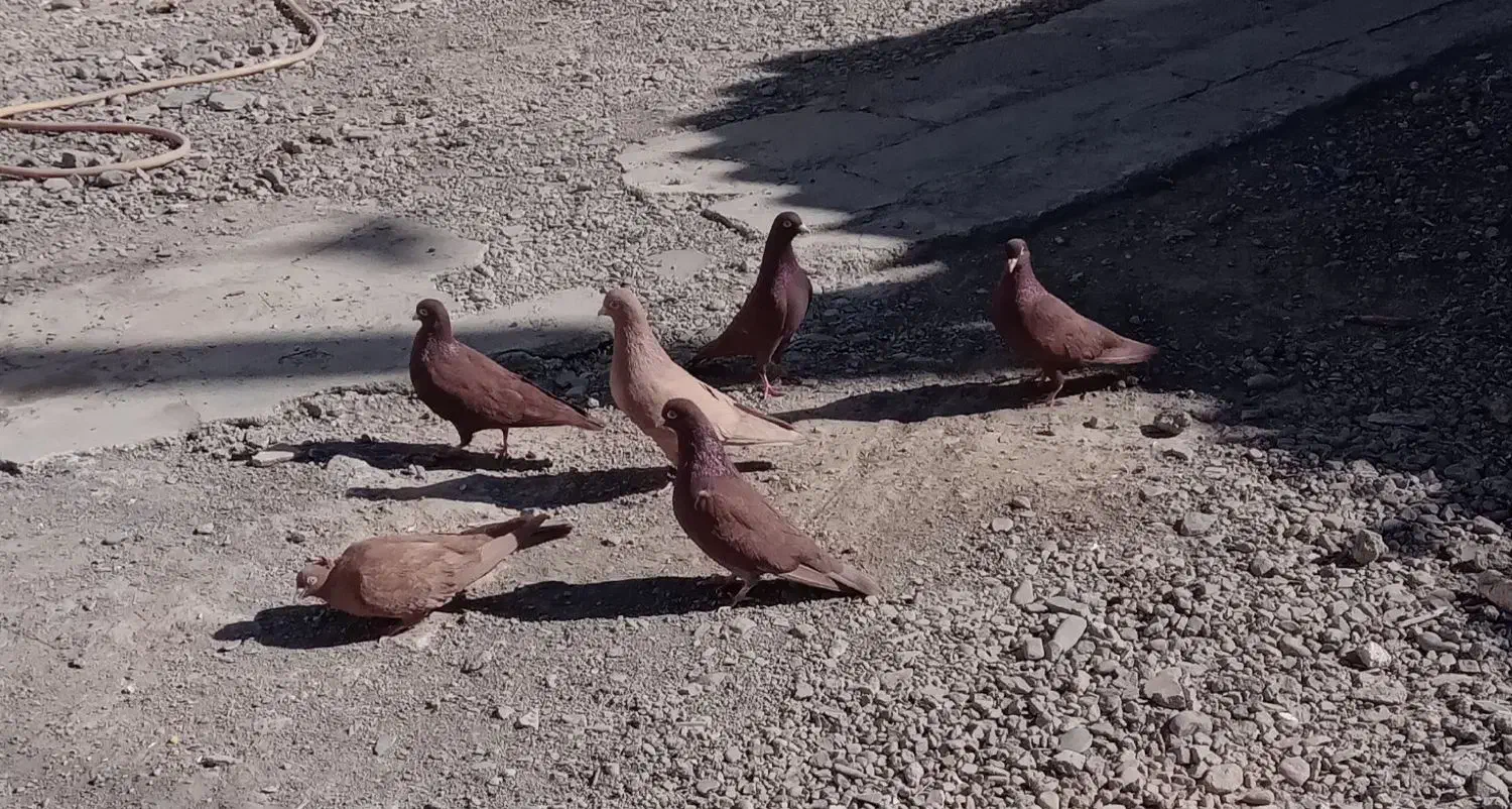 کبوتر|پرنده|نیشابور, چمبران|دیوار